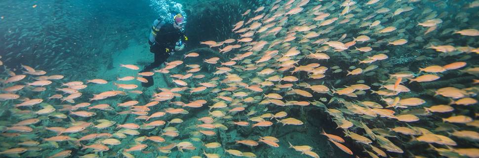 Discovery Diving Co., Inc.