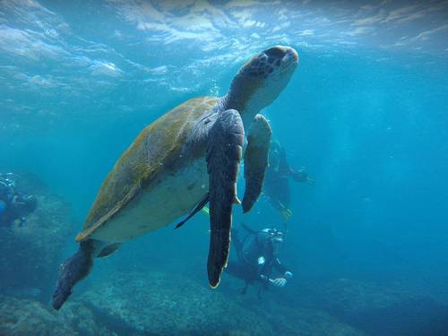 Mirissa Snorkeling Adventures