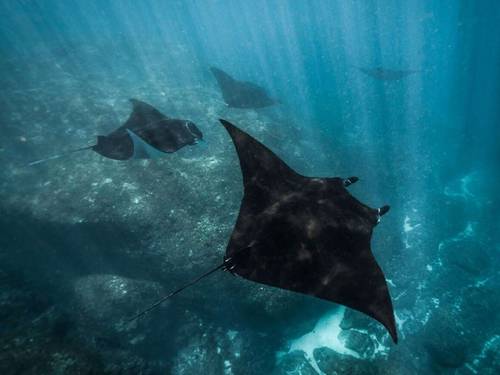 Bali And Go Scuba Diving
