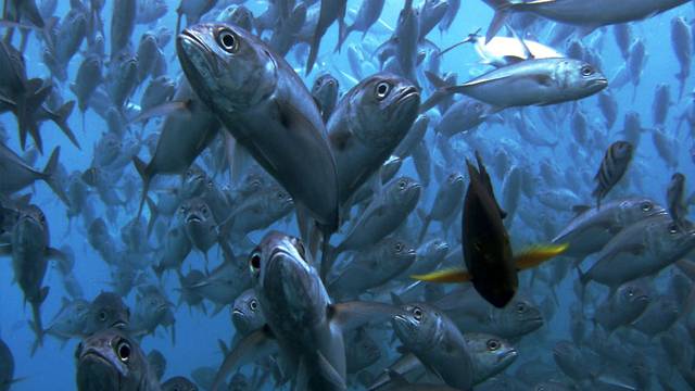 Diving Indo