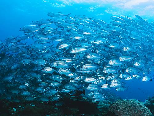 Las Galeras Divers
