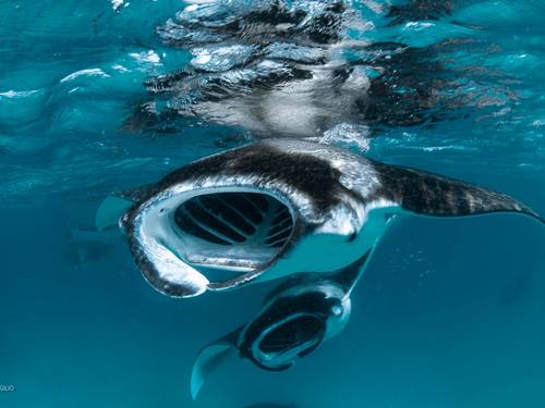 Dharavandhoo Divers