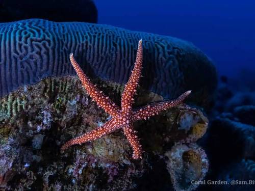 Coral Garden Diving Center