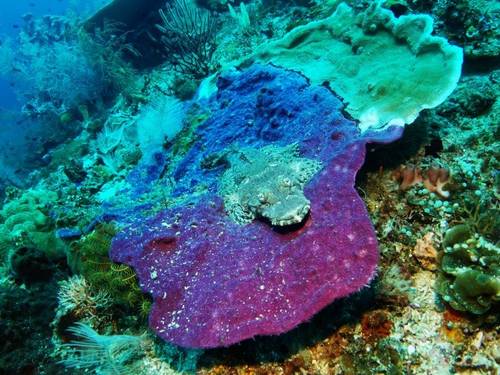 Mantastic Scuba and Lodge