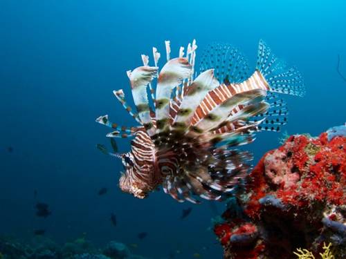 Coco Dive Bodu Hithi