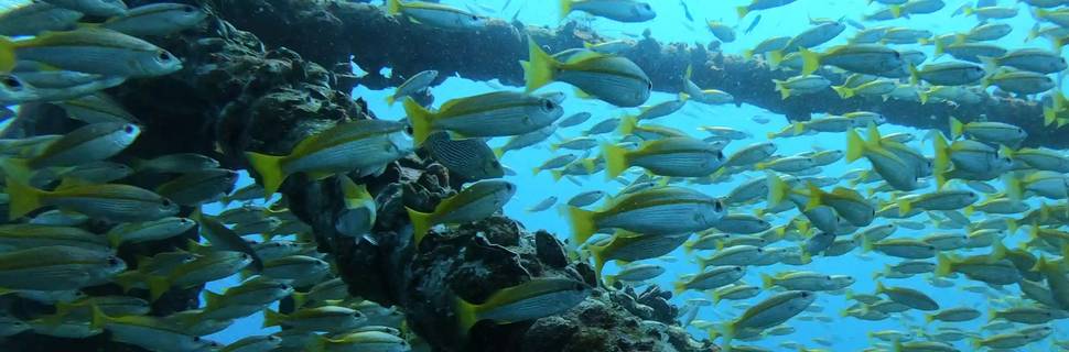 Chang Diving Center