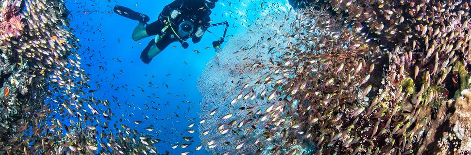 Red Sea Diving College