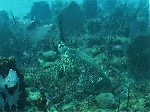 Tropical Sea divers