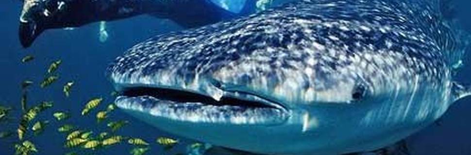 Dive Eco-Cozumel/Scuba Shack
