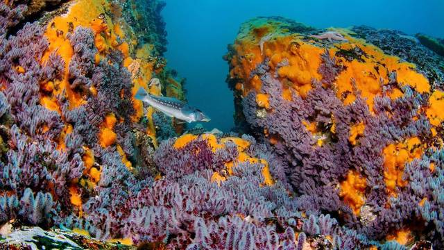 Buceo Pichicuy
