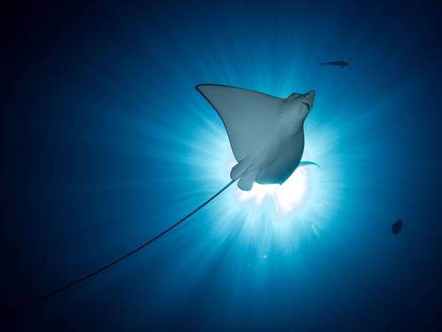 Bali Aqua Dive Center