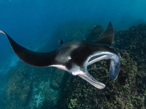 Blue Bay Divers
