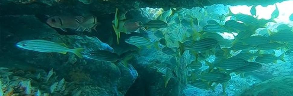 Tayrona Dive Center