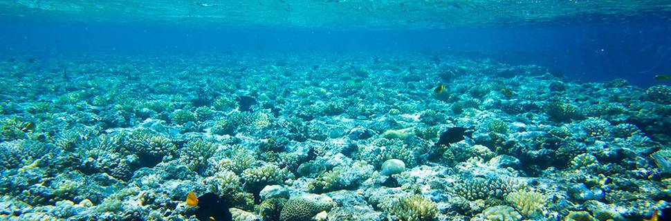 DIVINGURU Unawatuna, PADI 5 STAR IDC DIVE RESORT, S-36133