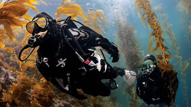 Dive Otago Ltd.