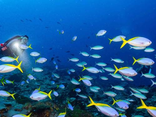 Legend Diving Penida