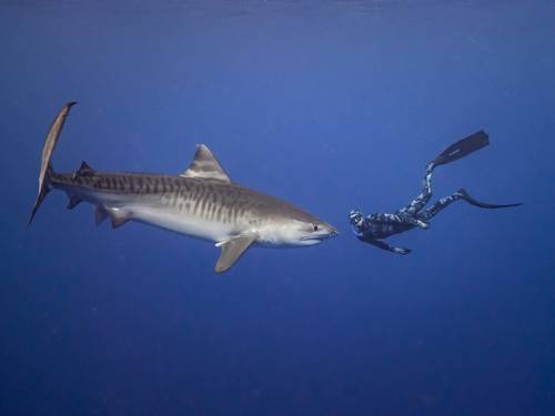 Fuvahmulah Dive School