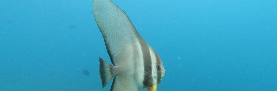Scuba Himandhoo