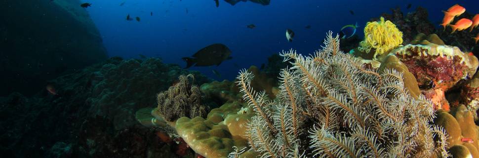Legend Diving Lembongan