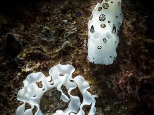 Tioman Dive Centre