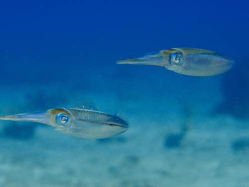 Red Hook Dive Center