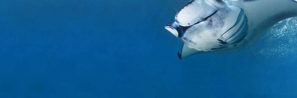 Dive Concepts Tulamben