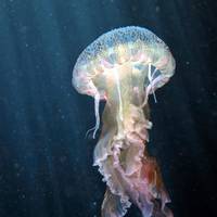 Centrum Nurkowania - Octopus Garden
