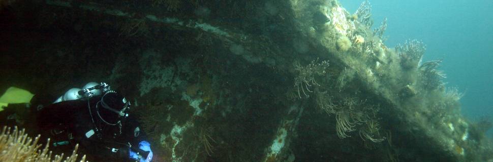 COJO Diving