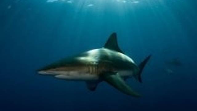 ScubaAddicts Mozambique