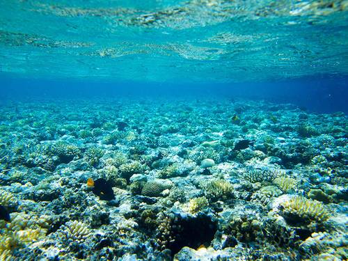 DIVINGURU Unawatuna, PADI 5 STAR IDC DIVE RESORT, S-36133