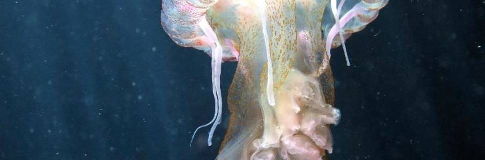 Centrum Nurkowania - Octopus Garden