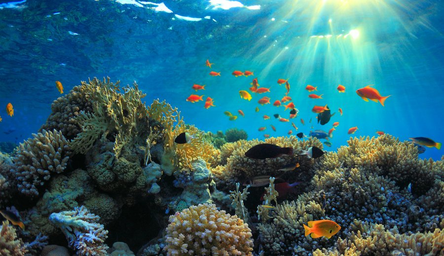 All you need to know about diving in Egypt