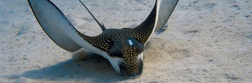 Aquarius Diving Club -Coral Beach
