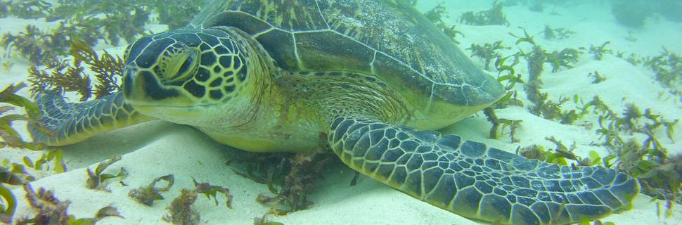 Turtle Dive Center