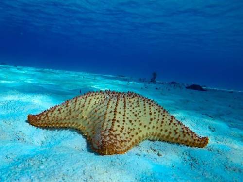 Mj'S Scuba Dive Cozumel