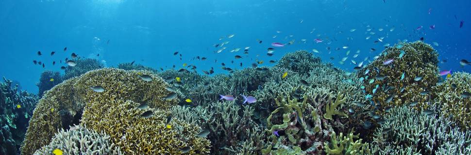 Dynamic Bohol