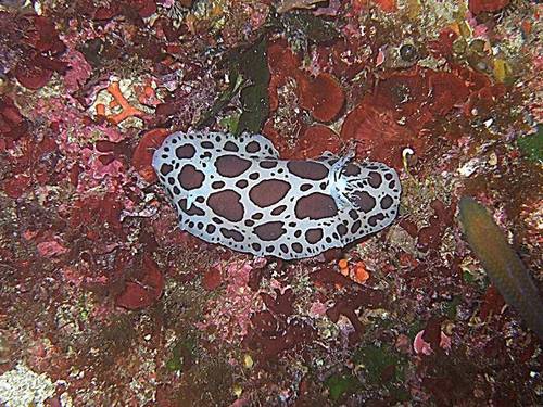 Neptunes Diving