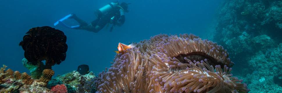 Toberua Divers