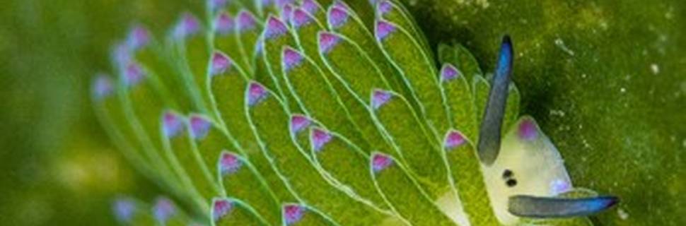 Phocea Bali
