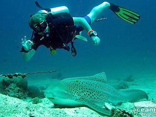 Oceanic Dive Center Kata Beach Scuba Diving