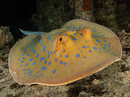 Motif Dive Center