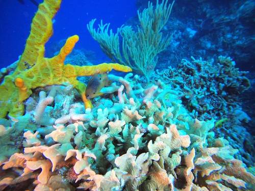 Living Underwater