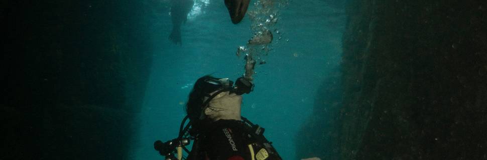 UP Dive La Paz