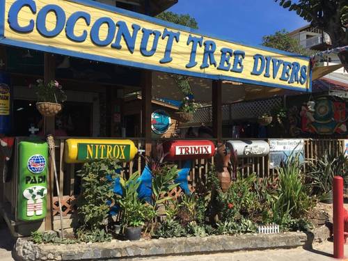 Coconut Tree Divers