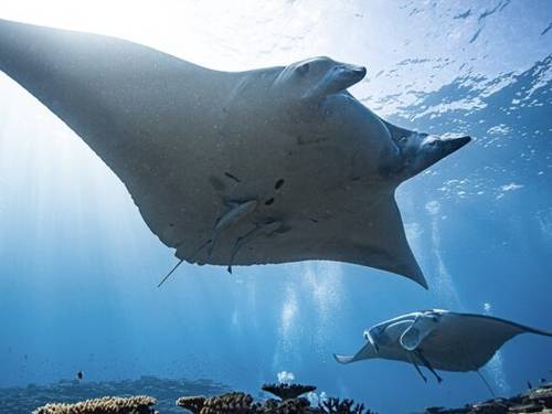 NOVA DIVE ISHIGAKI