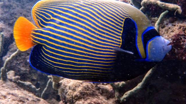 Ahla Diving Courses / אחלה קורסים צלילה