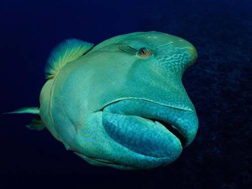 Sea Master Scuba Diving