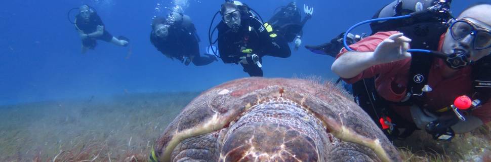 Scuba with Alison