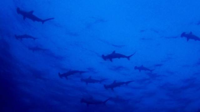 YELLOW DIVE