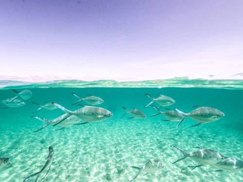Kasa Diving - Maziwe Marine Reserve